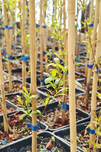 Proljetni poziv Konavlima: Cvijeto dijeli sadnice na Grudi