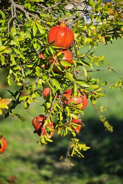 Proljetni poziv Konavlima: Cvijeto dijeli sadnice na Grudi