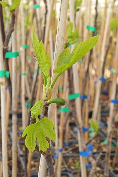 Proljetni poziv Konavlima: Cvijeto dijeli sadnice na Grudi